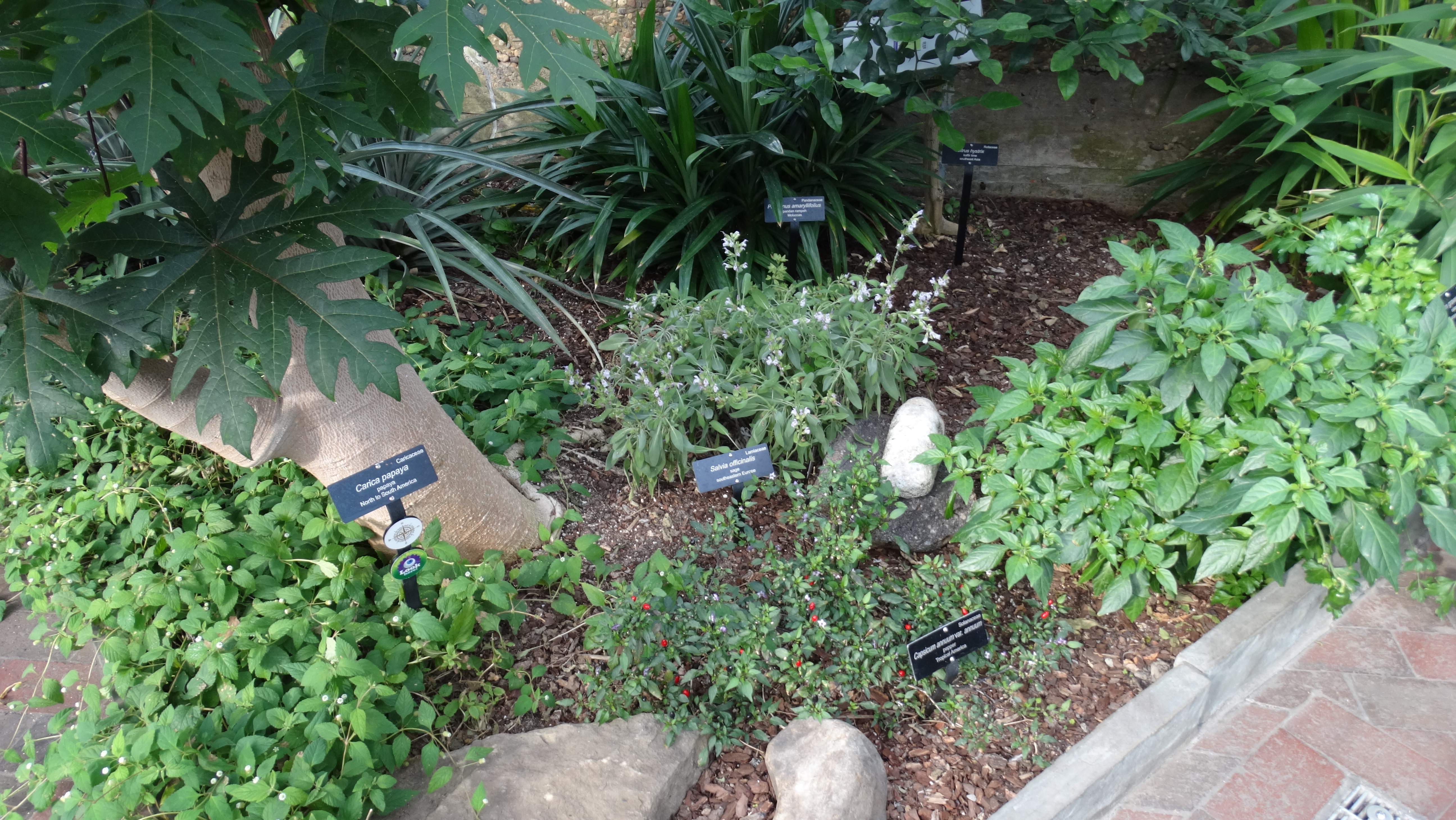 Medicinal plants at the Botanical Gardens in DC