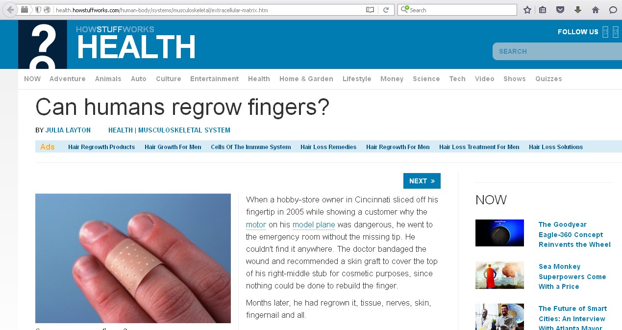 Can Humans Regrow Fingers?